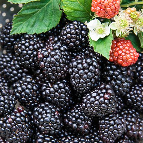 Black majic blackberry